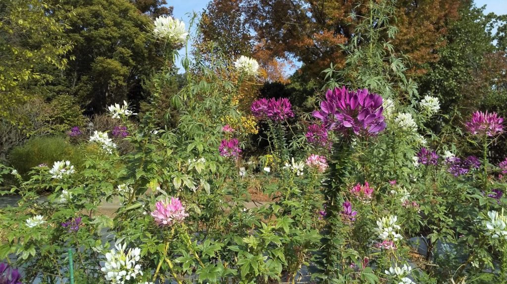 小平 東京都薬用植物園で危険な植物を合法的に観察 街のイイところ